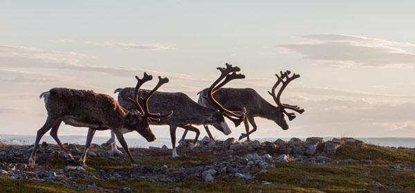 Reindeers